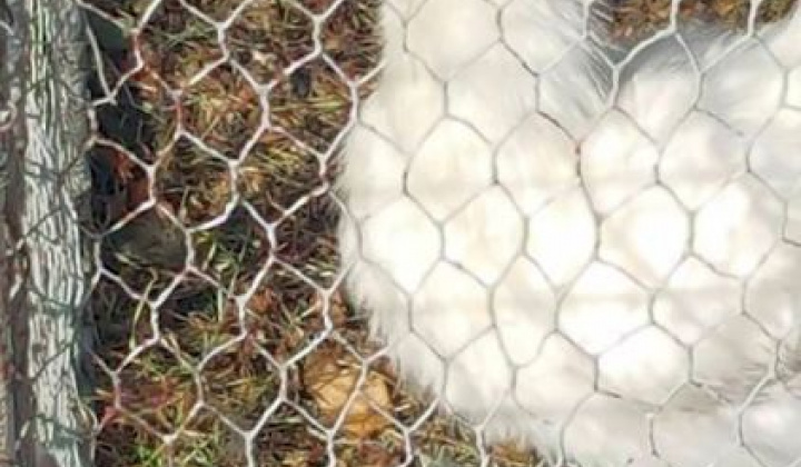 Zobraziť fotografiu