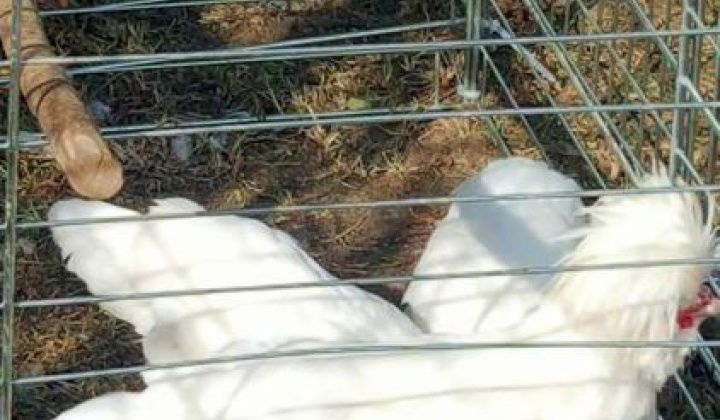 Zobraziť fotografiu