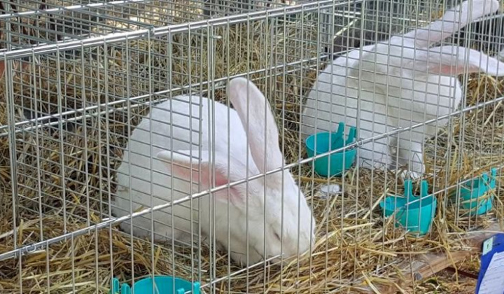 Zobraziť fotografiu