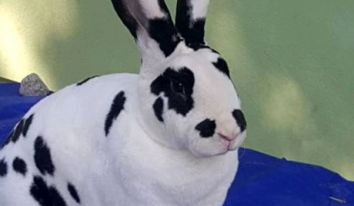 Zobraziť fotografiu