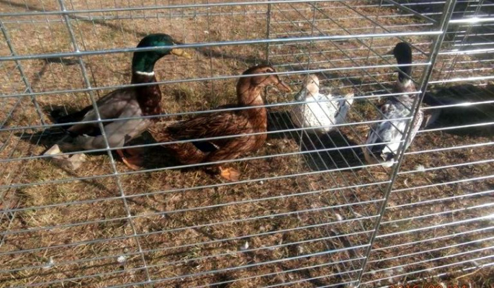 Zobraziť fotografiu