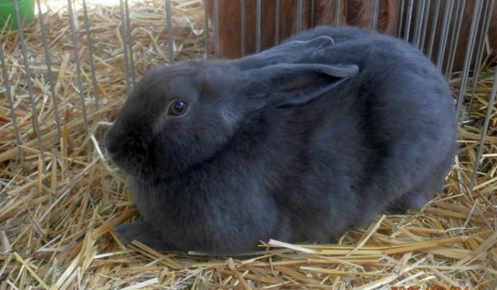 Zobraziť fotografiu