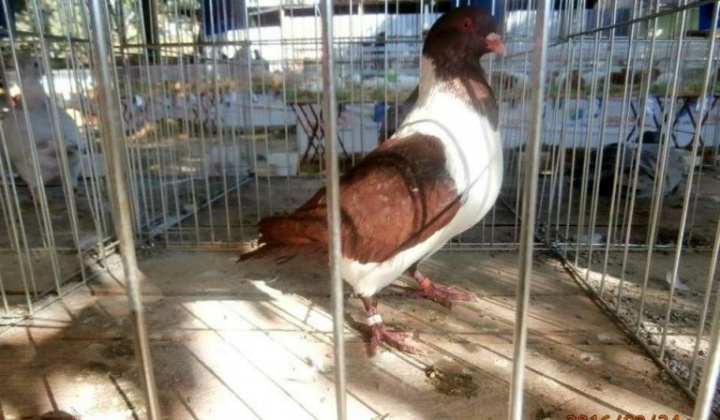 Zobraziť fotografiu